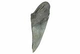 Partial Fossil Megalodon Tooth - South Carolina #272580-1